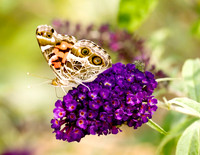 BUTTERFLIES