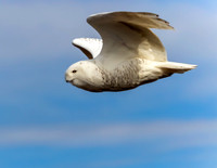 SNOWY OWL