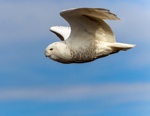 SNOWY OWL