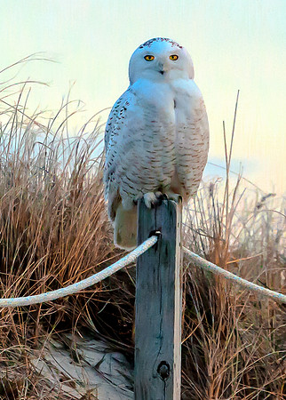 Snowy Owl on Pole
