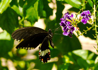 BUTTERFLIES
