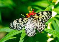 BUTTERFLIES