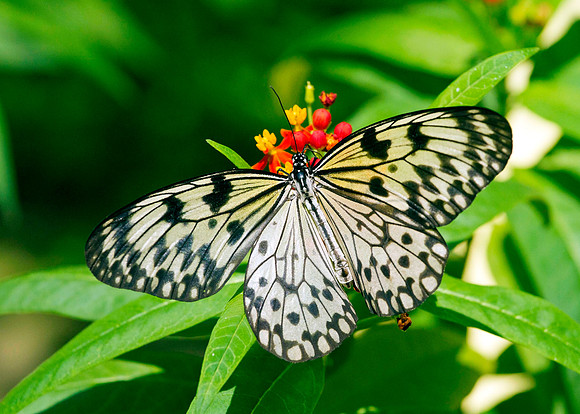 BUTTERFLIES