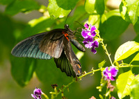 BUTTERFLIES