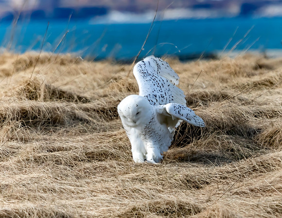SNOWY OWL