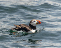 Puffin Floating