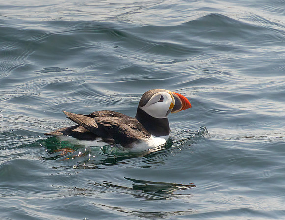 Puffin Floating