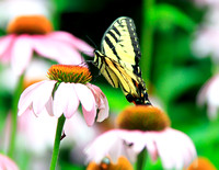 BUTTERFLIES
