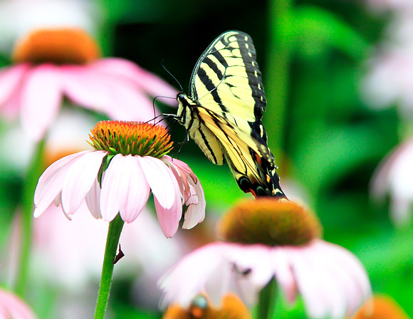 BUTTERFLIES