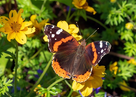BUTTERFLIES