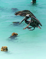 Aruba 2019-194