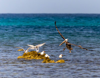 Aruba 2019-78