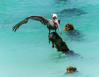 Aruba 2019-189