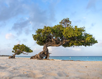 Aruba 2019-311_1