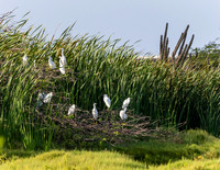 Aruba 2019-175