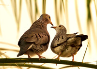 Love Birds