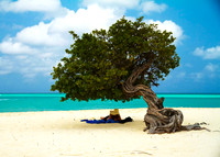 Reading under Divy Tree Eagle Beach