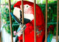 Red Parrot