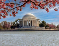 JEFFERSON MEMORIAL WITH CHERRY BLOSSOMS 2025