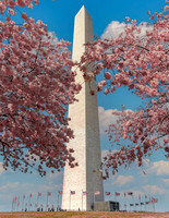 WASHINGTON MONUMENT WITH CHERRY BLOSSOMS 2025
