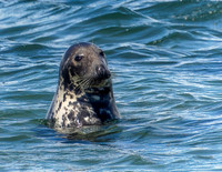 LEOPARD SEAL