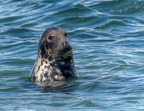LEOPARD SEAL