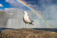 GULL AT NIAGRA FALLS WITH RAINBOW