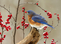 BLUEBIRD ON LOG EATING BERRY-1309