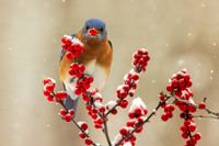 BLUEBIRD LOOKING WITH BERRY-0639