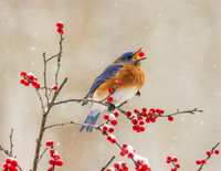 BLUEBIRD CATCHING BERRY-0783