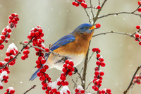 BLUEBIRD LOOKING LICKING BERRY-