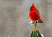 MALE CARDINAL ON BUD-0399