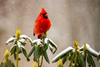 MALE CARDINAL IN SNOW ON TREE-0480