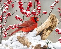 MALE CARDINAL ON DRIFTWOOD WITH BERRYS-0426