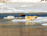 SNOOZING SEAL-