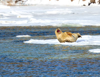 YAWNING SEAL ON ICEBURG-2