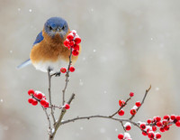 BLUEBIRD LOOK-0623