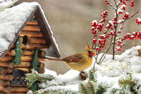 FEMALE CARDINAL AND LOG BIRDHOUSE-0451