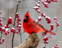 MALE CARDINAL ON LOG-0413