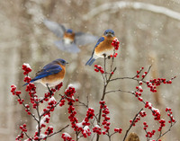 THREE BLUEBIRDS -0617
