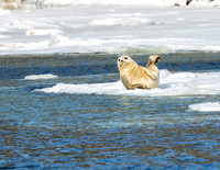 CHILLIN SEAL-