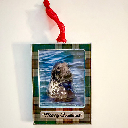 LEOPARD SEAL MERRY CHRISTMAS