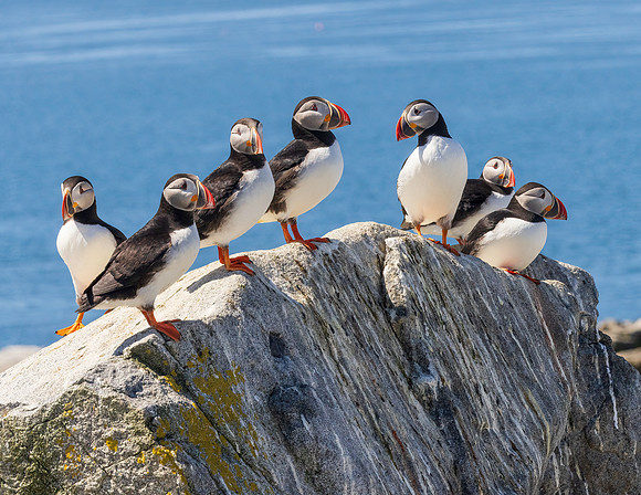 PUFFIN THE DAY AWAY