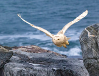 Ocean Flight