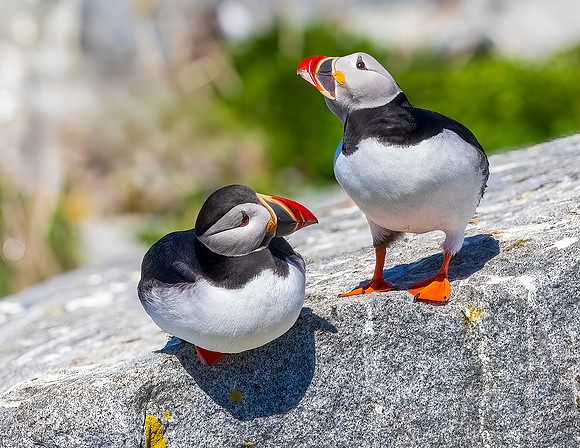 PUFFINS IN THOUGHT
