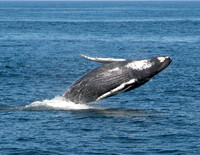 Whale Breach