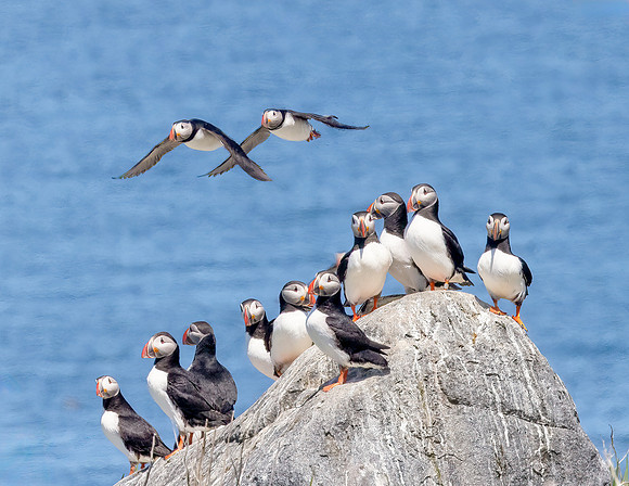 PUFFIN FLYOVER