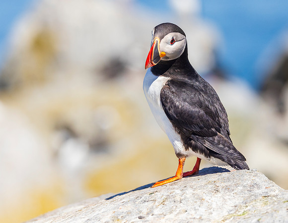 PUFFIN ALONE