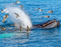 Feeding Time Whales With Birds