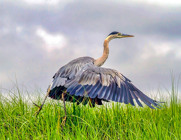 Great Blue Heron